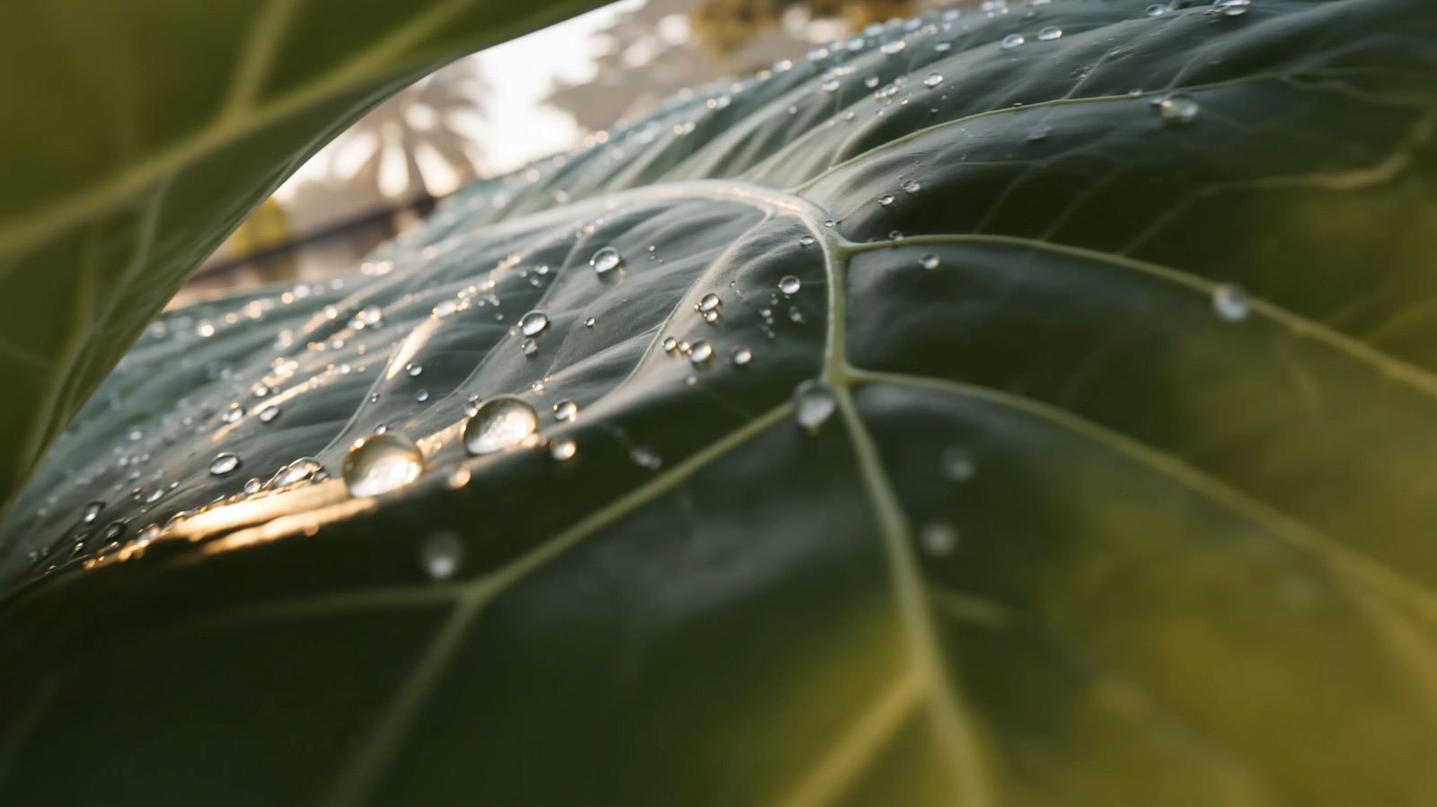 Kiri One, a long matte-charcoal solar pavilion in a lush Chiang Mai garden at dawn